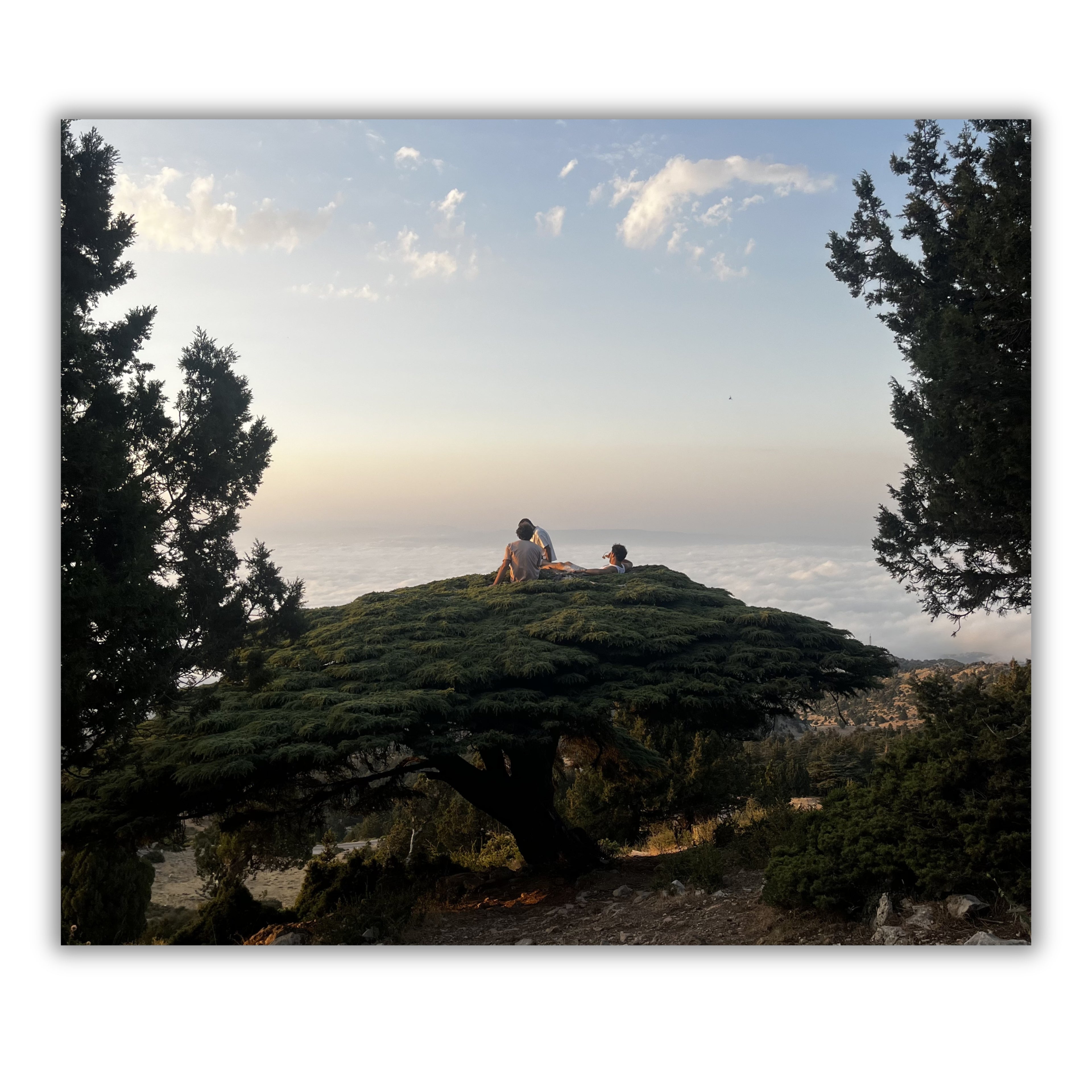 Sièste sur le Cèdre (2025)